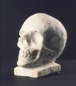 Study of a skull